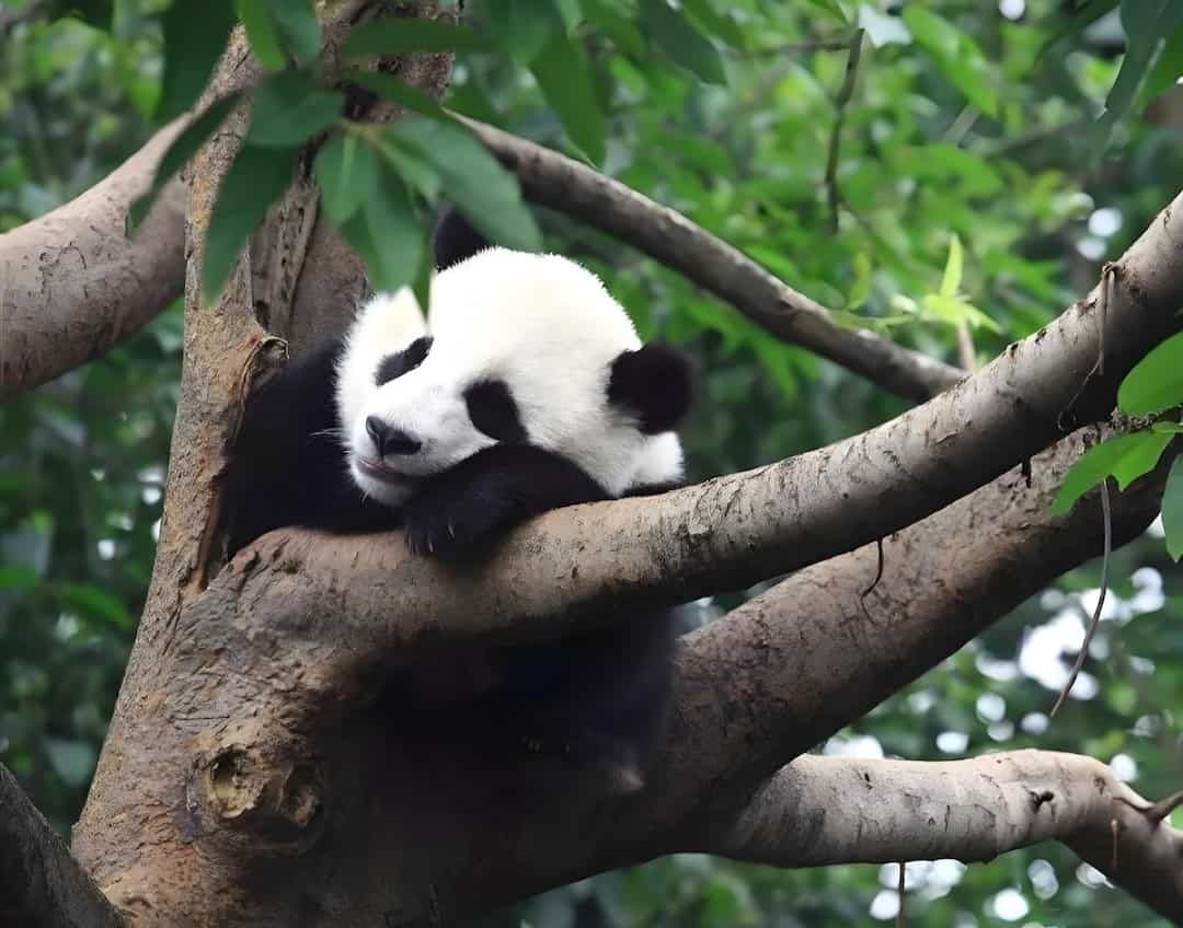 Unreplaceable Things to Do in Chengdu for the Curious Explorer