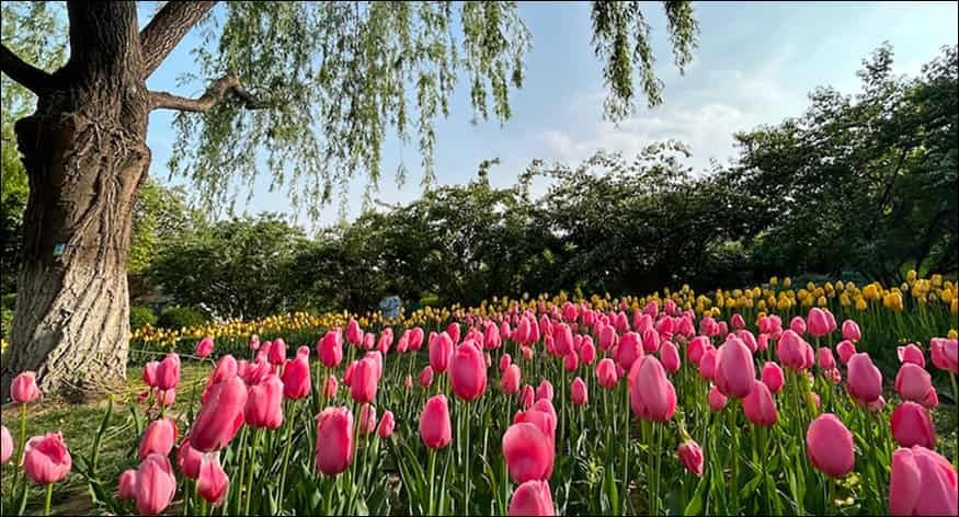World Flower Garden Pass