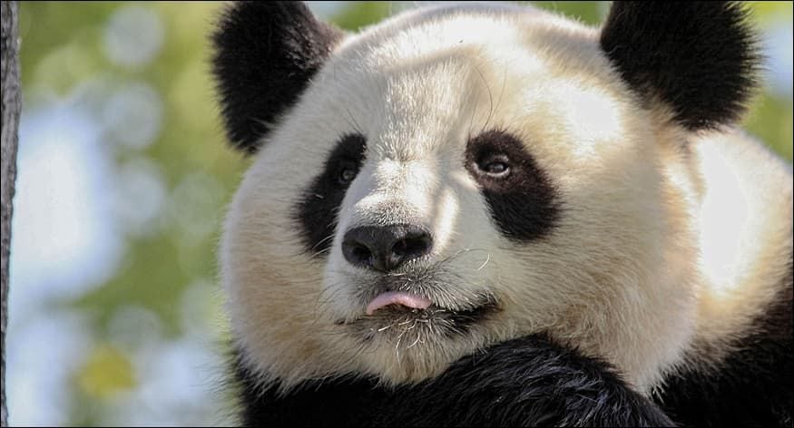 Chengdu Research Base of Giant Panda Breeding Entry Ticket