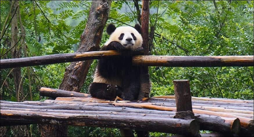 Chengdu Zoo Admission
