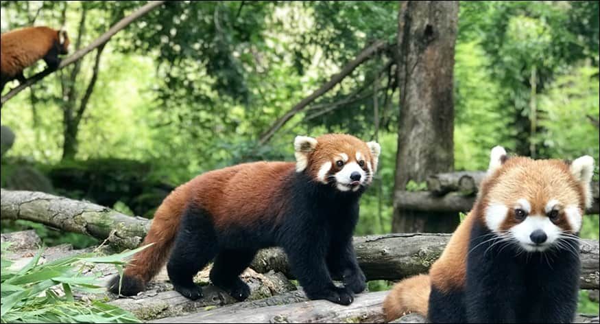 Dujiangyan China Giant Panda Garden Access Pass